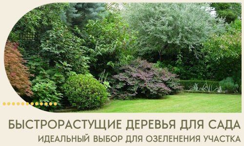 Быстрорастущие деревья для сада идеальный выбор в Воткинске