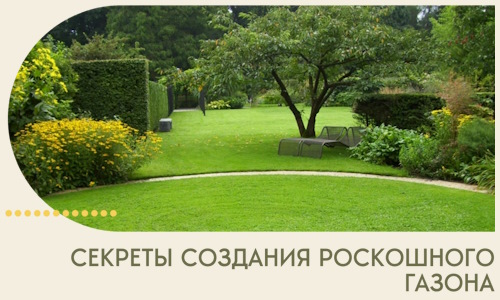 Секреты создания роскошного газона в Воткинске